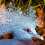 Western crowned pigeon.